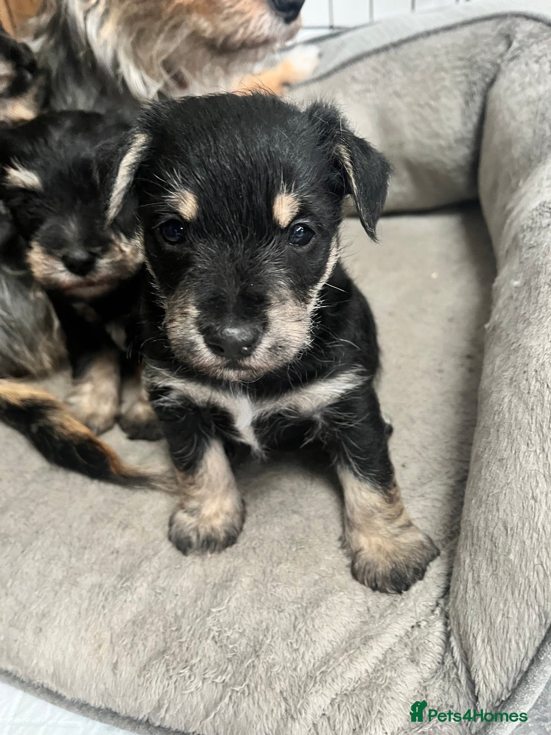 Mixed Breed dogs for sale: Schnorkie puppies - pedigree Schnauzer Dad - Advert 1