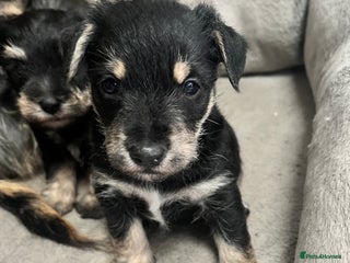 Mixed Breed dogs Schnorkie puppies - pedigree Schnauzer Dad - Advert 3