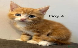 British Shorthair cats for sale: Stunning kittens available  - Image 17