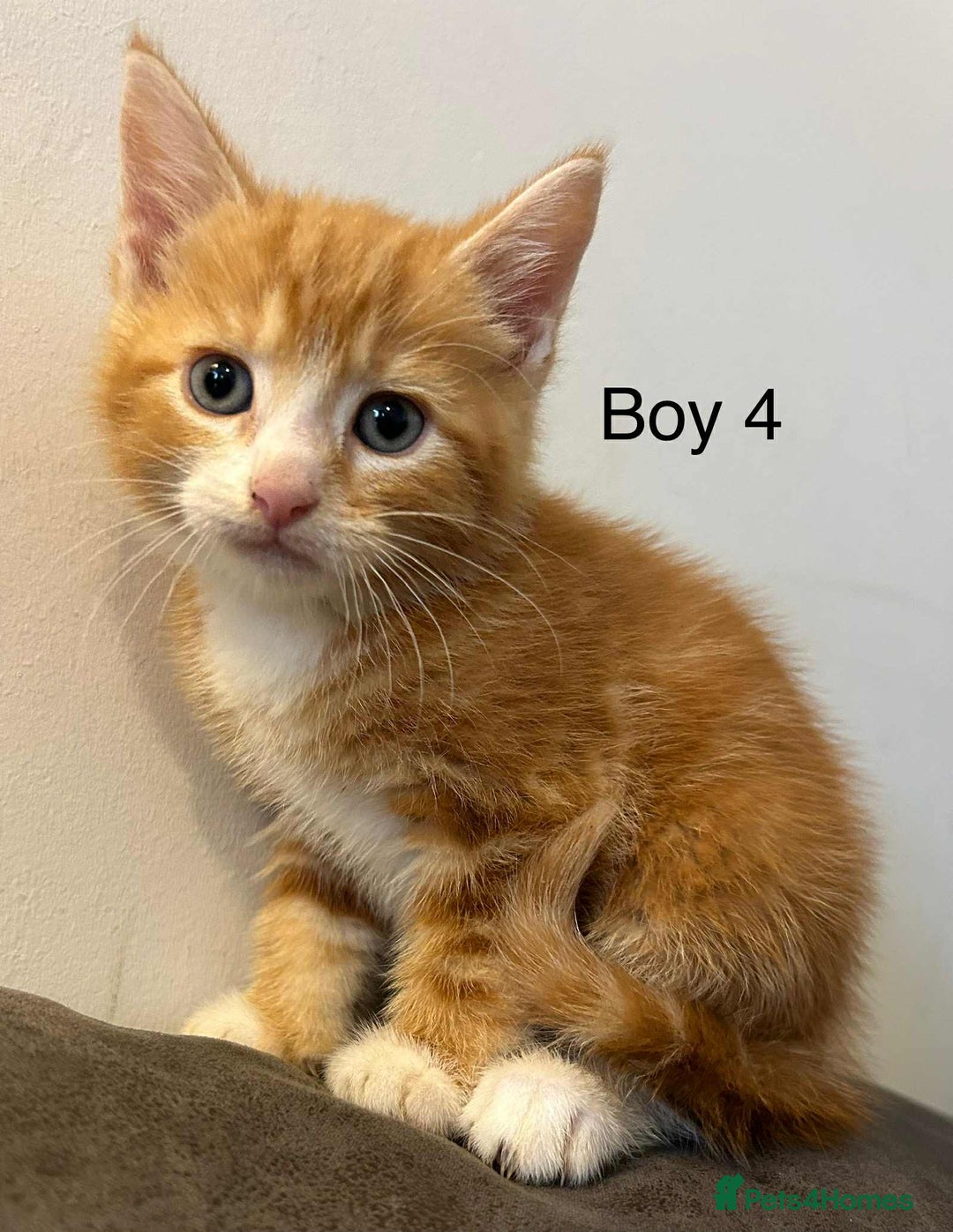 British Shorthair cats for sale: Stunning kittens available  - Image 17