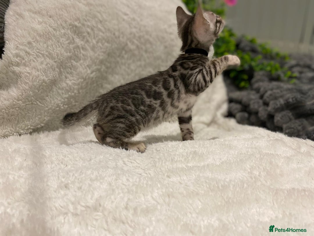 Bengal cats for sale: 12 Bengal Cubs Ready for Their Forever Home - Image 35