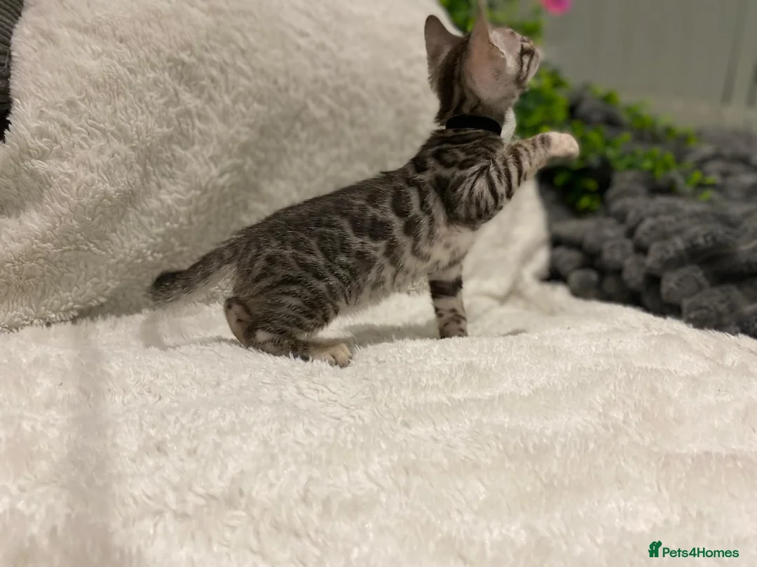 Bengal cats for sale: - Brown & Silver Bengals—Experienced Homes Only - Advert 22