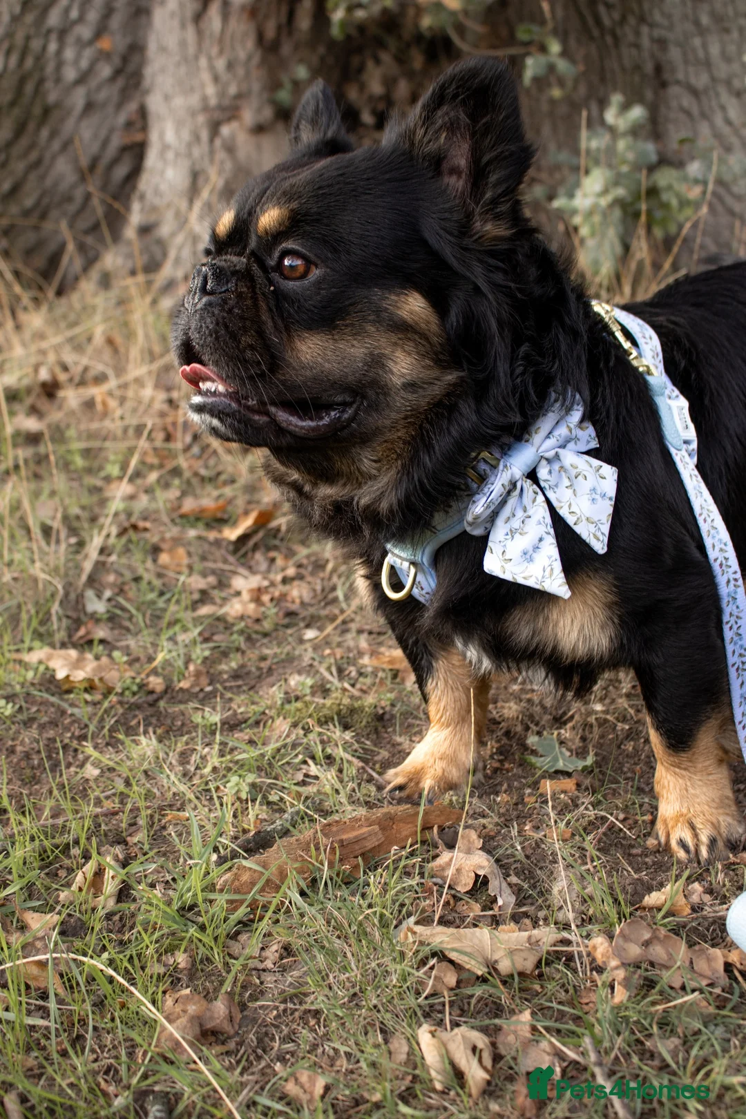 French Bulldog dogs for stud: Koba for stud - Advert 1