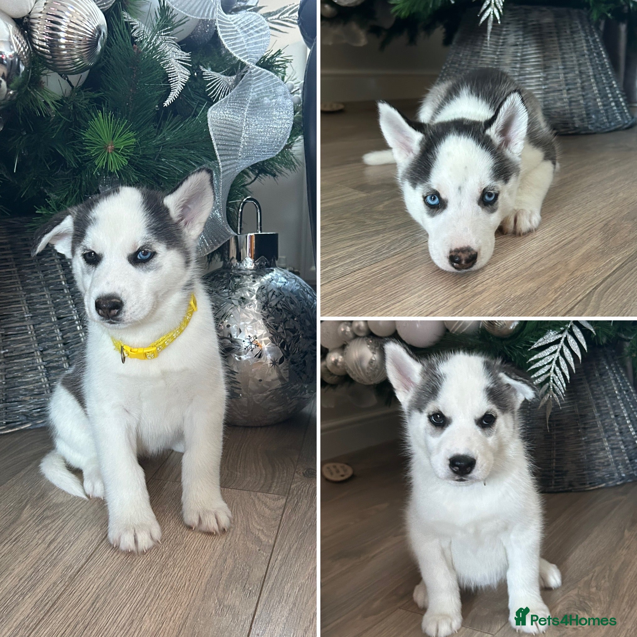 Siberian Husky dogs Available now - Last 3 Pups- Don’t Miss Out! - Advert 1