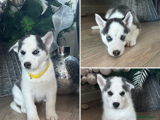 Siberian Husky dogs Last 3 Husky Pups Available - Don’t Miss Out! - Advert 18