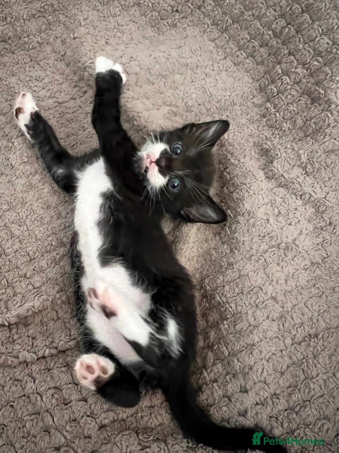 Mixed Breed cats for sale: Kittens for Sale £185 - Image 4