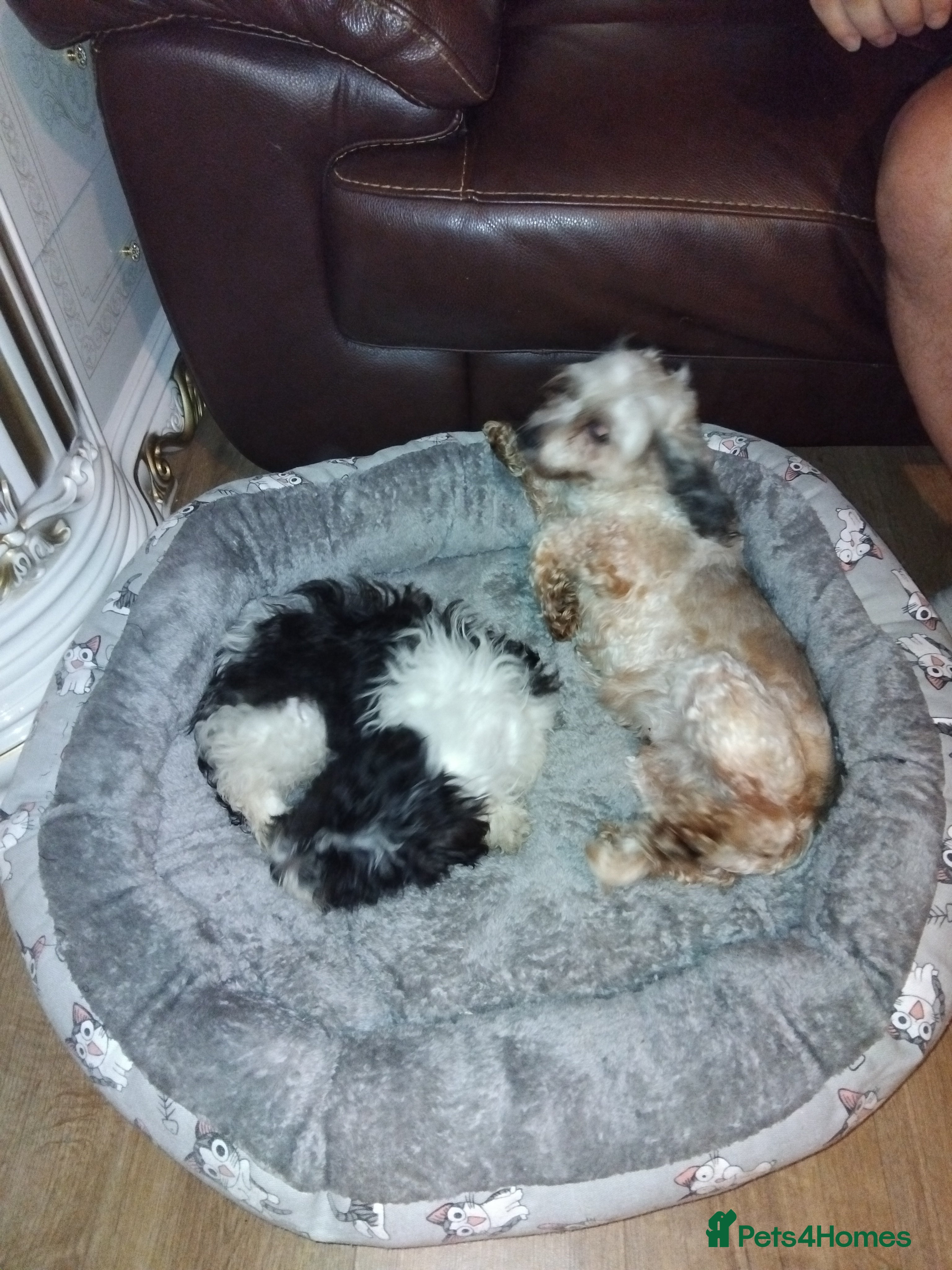 Maltipoo dogs Maltipoo puppies for sale  - Advert 1