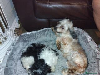 Maltipoo dogs Maltipoo puppies for sale - Advert 9