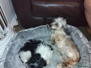 Maltipoo dogs Maltipoo puppies for sale - Advert 7