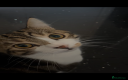 Exotic cats for sale: Fluffy half white tabby cat - Image 3