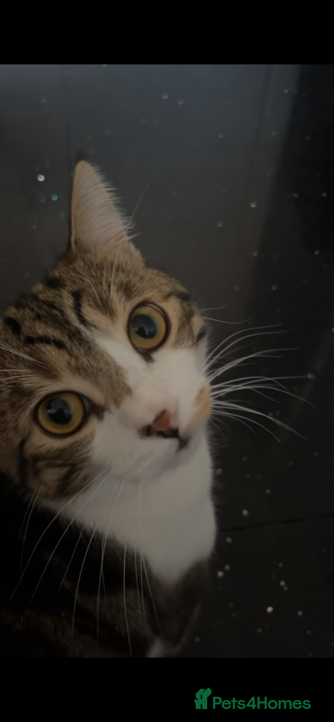 Exotic cats for sale: Fluffy half white tabby cat - Image 3