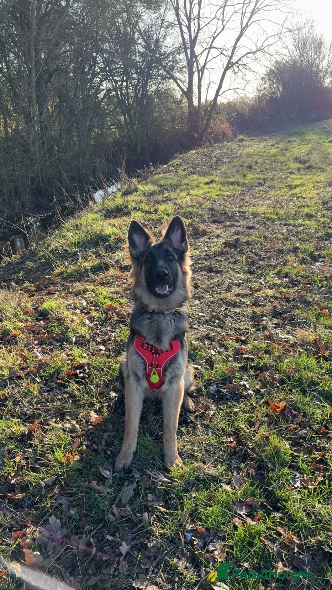 German Shepherd dogs for sale: Female German shepherd  in Rushden - Advert 2