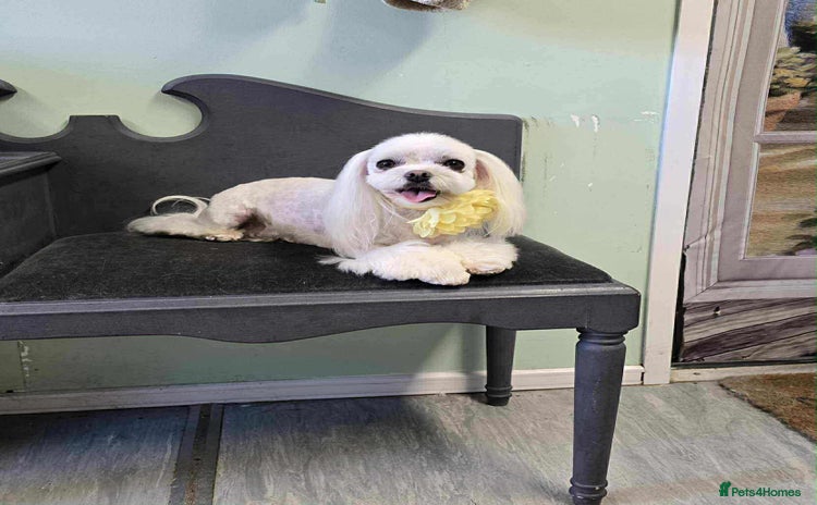 Maltese dogs Adult pedigree Maltese couple. KC registered. - Advert 10