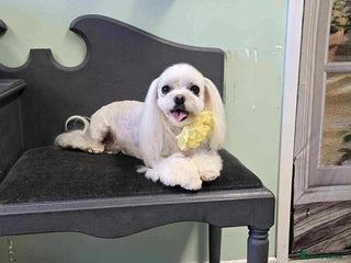 Maltese dogs Adult pedigree Maltese couple. KC registered. - Advert 5
