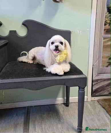 Maltese dogs Adult pedigree Maltese couple. KC registered. - Advert 1