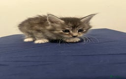 Maine Coon cats for sale: Gorgeous Maine Coons for sale  - Image 4