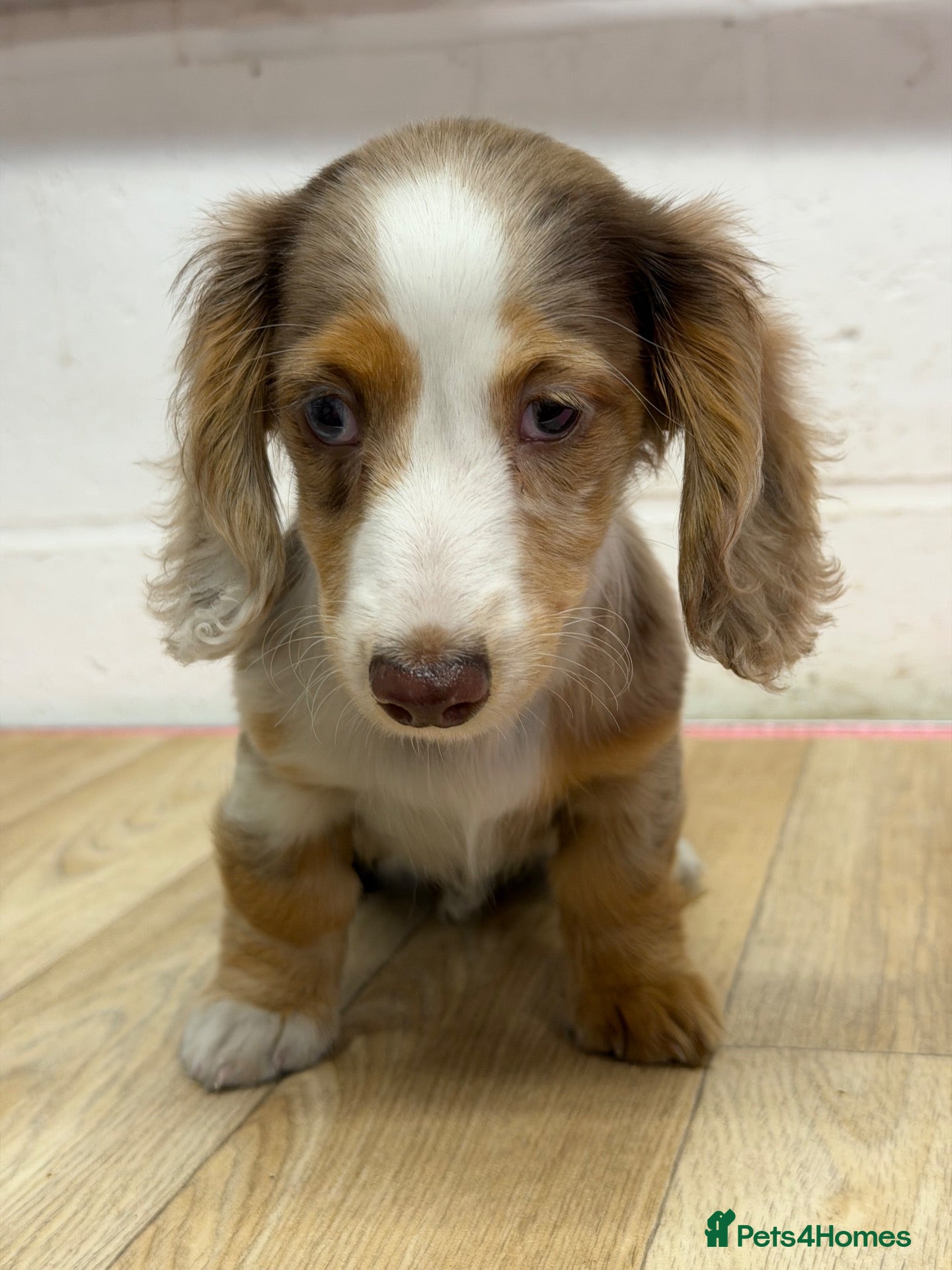 Miniature Dachshund dogs for sale: 1. beautiful dapple girl left  - Advert 18