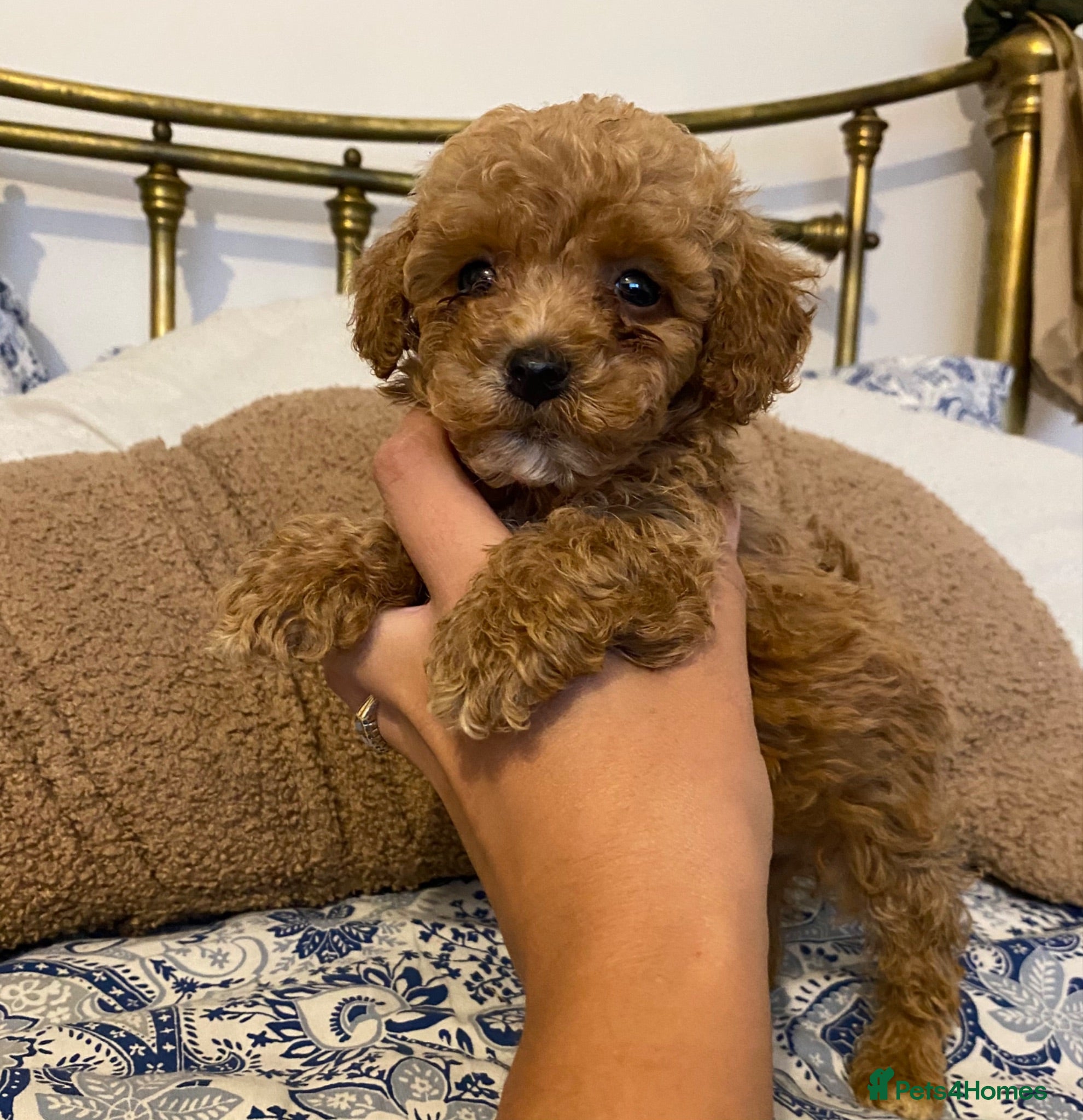 Maltipoo dogs Stunning Mini Maltipoos 🐾  - Advert 4