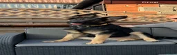 German Shepherd dogs for sale: Beautiful Smart German Shepherd Puppy - Advert 9