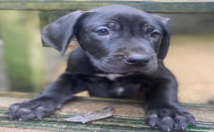 Great Dane dogs Great Dane LAST GIRL our own 4th Generation  - Advert 11