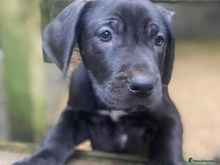 Great Dane dogs Great Dane LAST GIRL our own 4th Generation - Advert 1