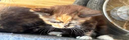 Mixed Breed cats for sale: Ginger and tortoise  kittens  - Advert 6