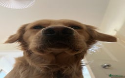 Golden Retriever dogs for stud: Stunning Health-Tested KC Golden Retriever Stud - Image 13