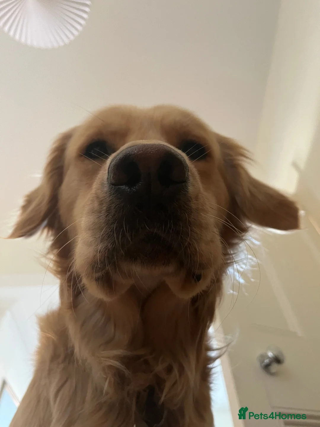 Golden Retriever dogs for stud: Stunning Health-Tested KC Golden Retriever Stud - Advert 13