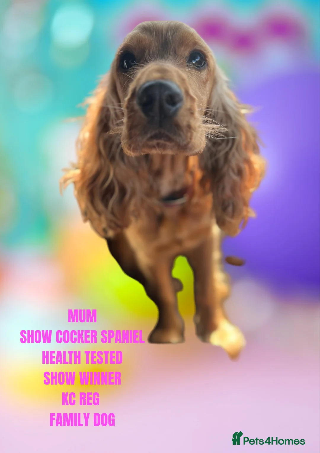 Cockapoo dogs for sale: ONE BOY LEFT.  F1 COCKAPOO - Advert 9