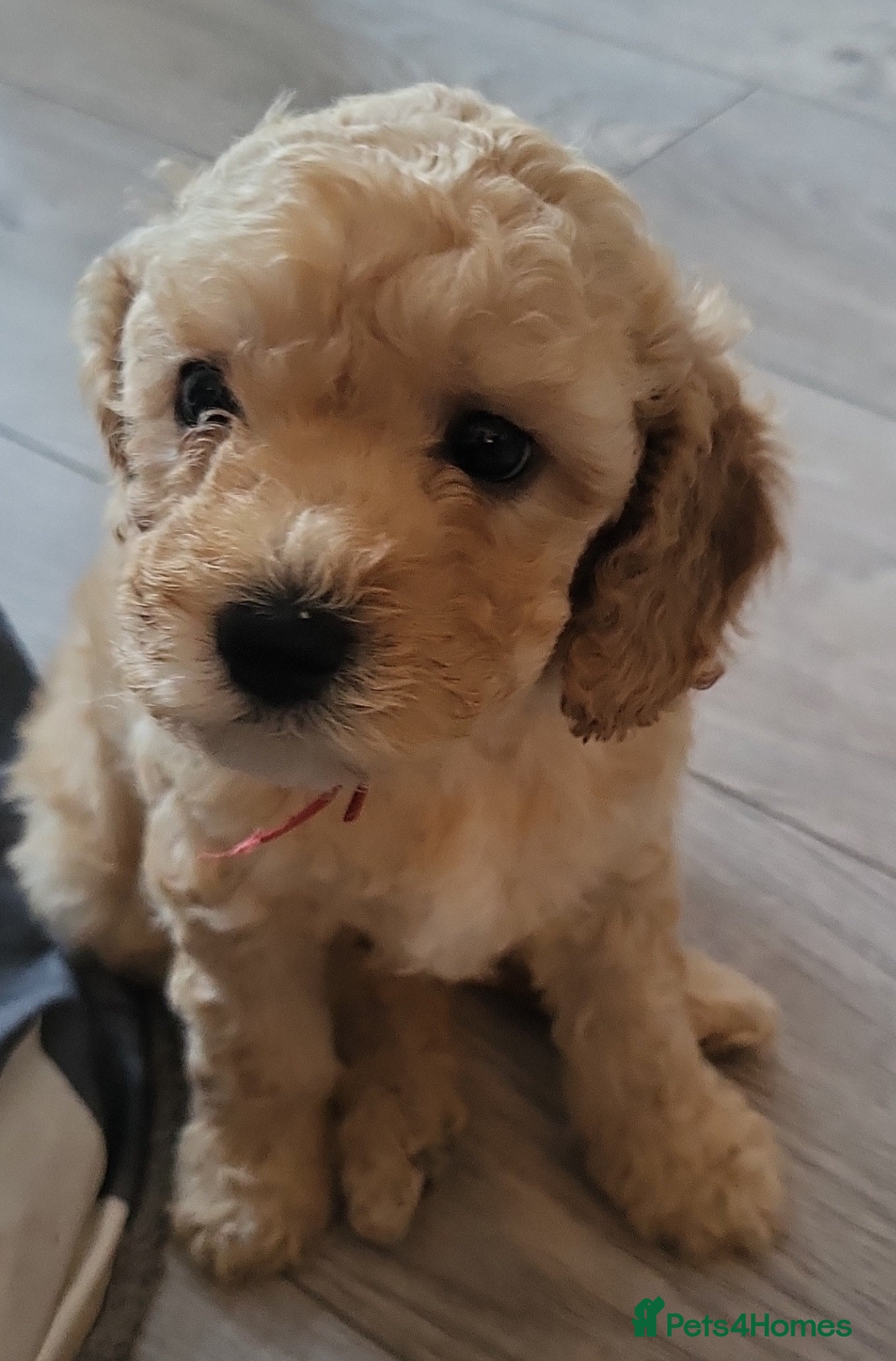 Cockapoo dogs Cockapoo puppies - Advert 2