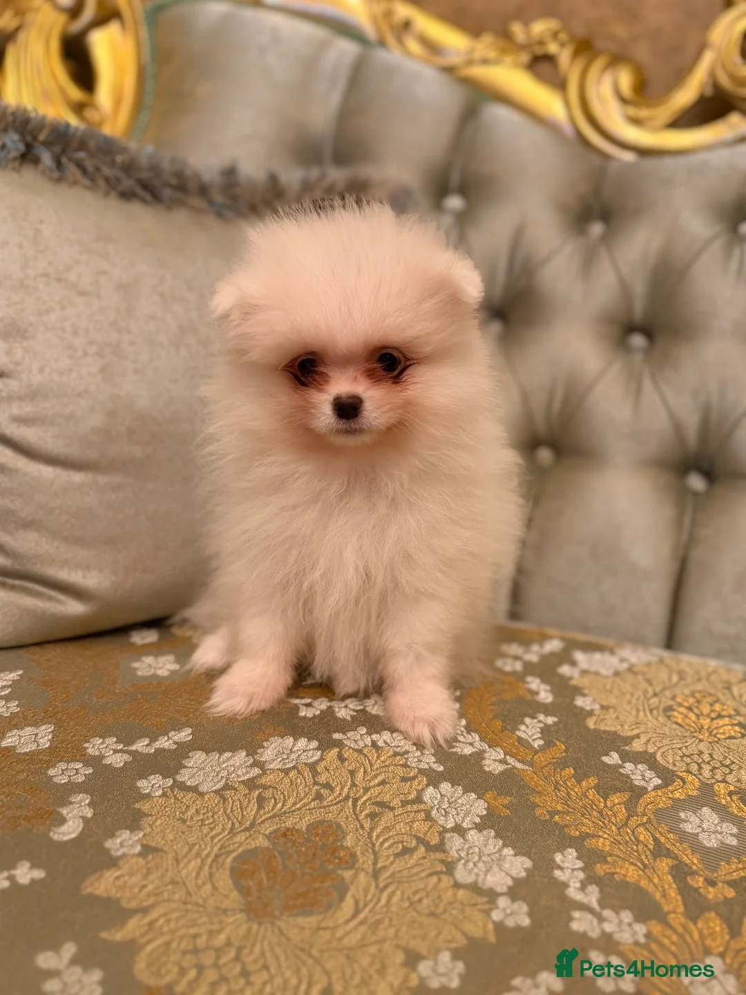 Pomeranian dogs for sale: Beautiful White Pomeranian puppies  - Advert 2