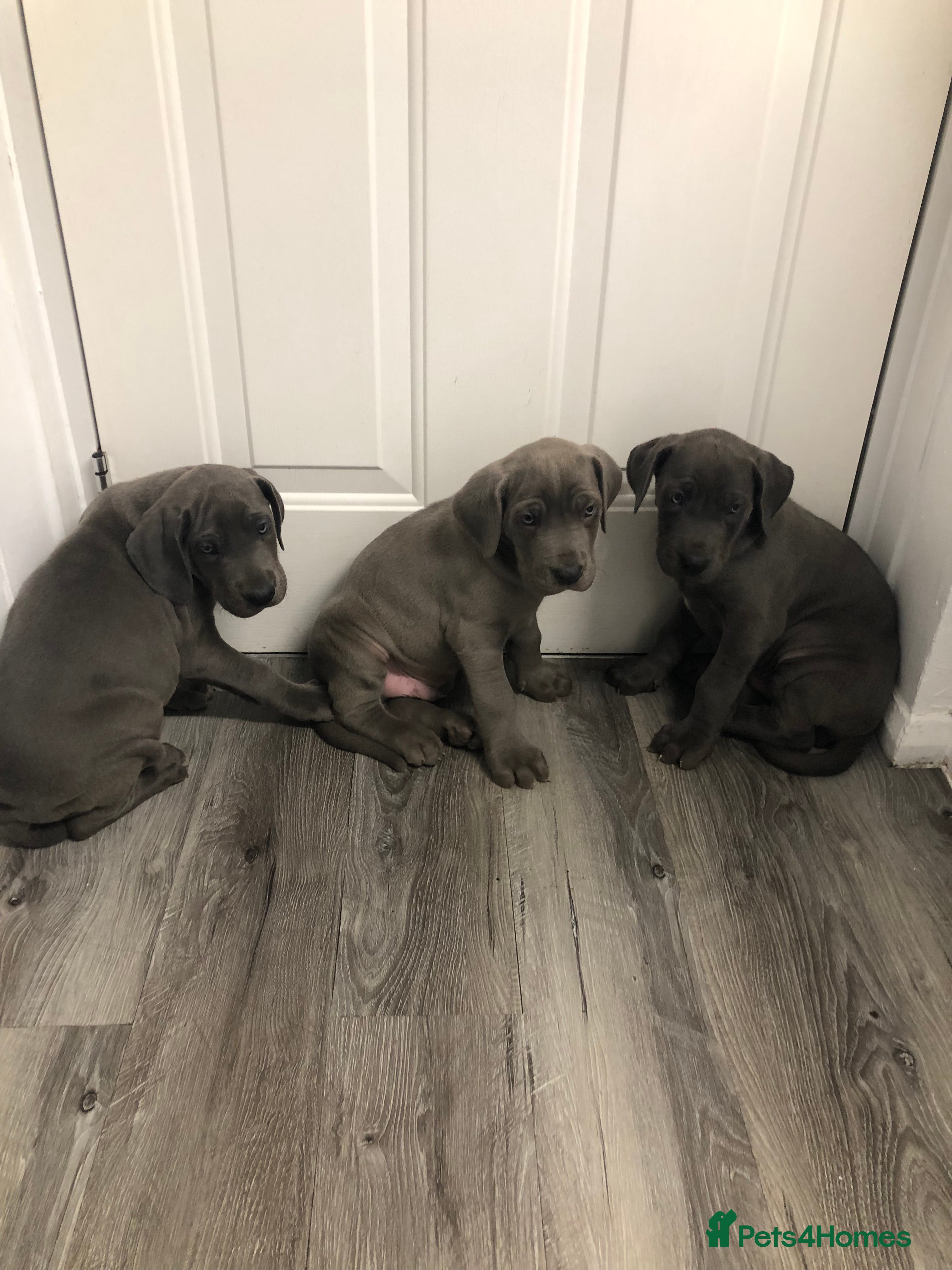 Great Dane dogs Great Dane puppies waiting list open  - Advert 2