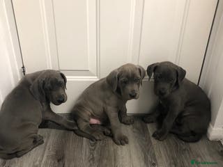 Great Dane dogs Great Dane puppies waiting list open - Advert 3