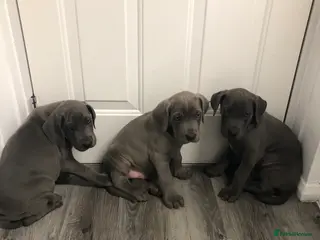 Great Dane dogs Great Dane puppies - Advert 16