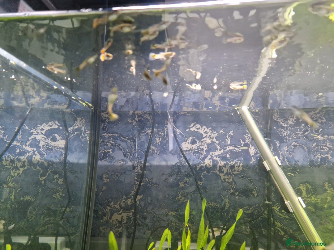 Live Bearers fish for sale: Baby guppies  - Image 2