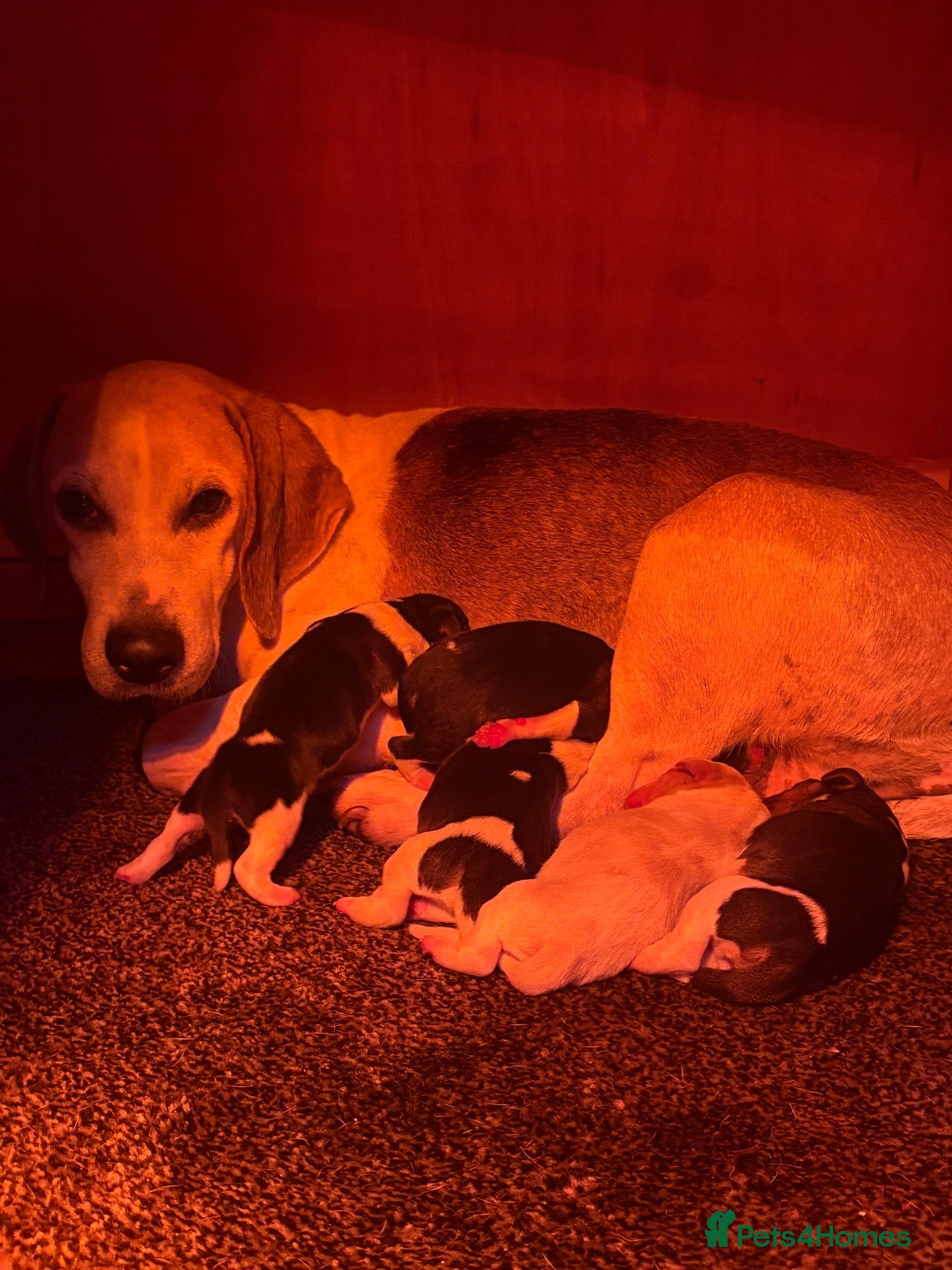 Beagle dogs Beagle puppies  - Advert 8