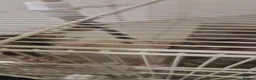 Rat rodents for sale: Male Rats in Eastbourne - Advert 2