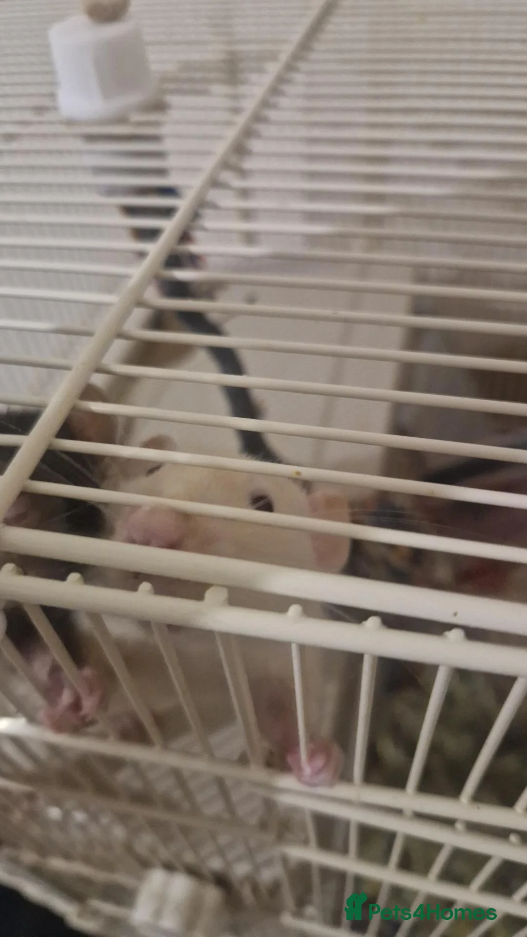 Rat rodents for sale: Male Rats in Eastbourne - Advert 2