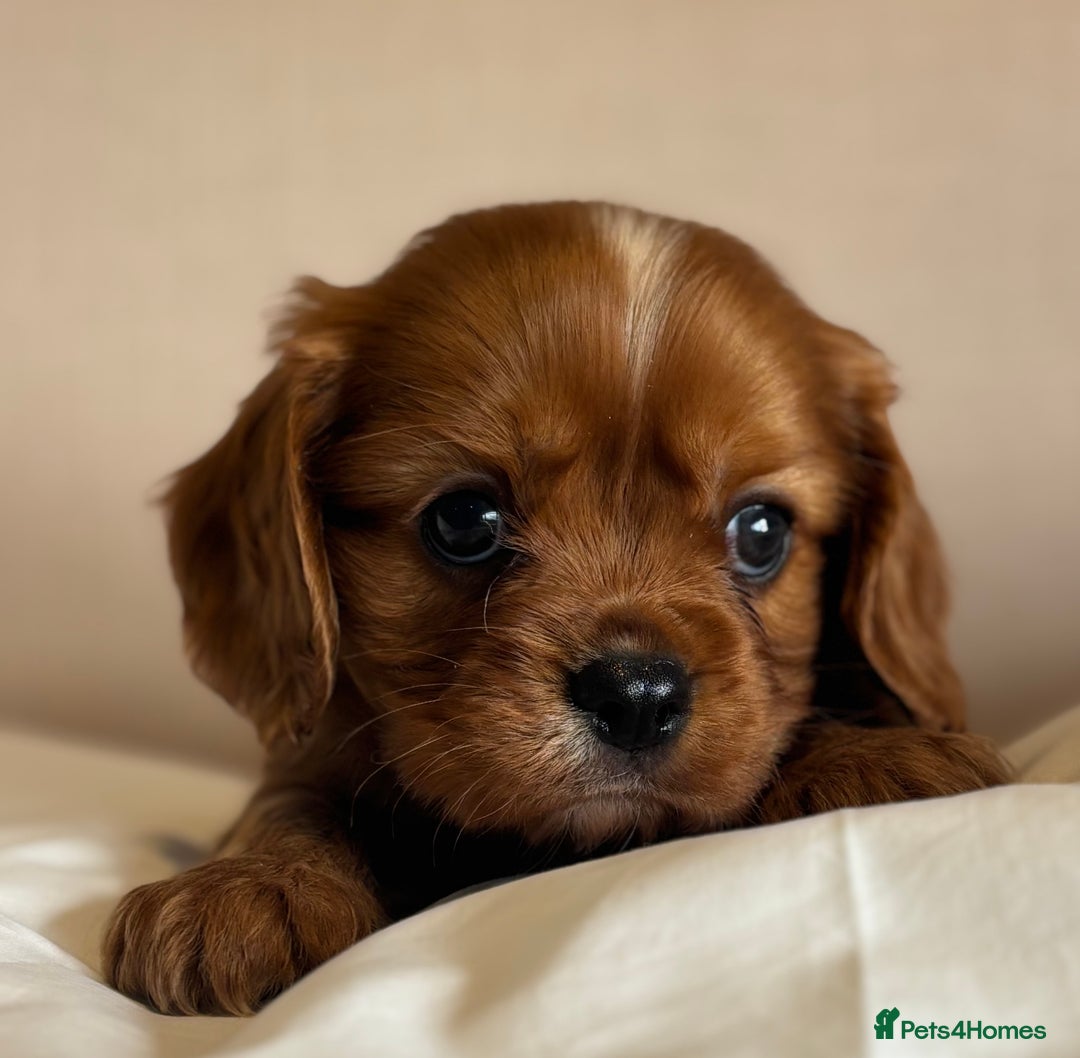 Cavalier King Charles Spaniel dogs for sale: 🐶KC REG, EXTENSIVELY HEALTH TESTED CAVALIER 🐶  - Advert 2