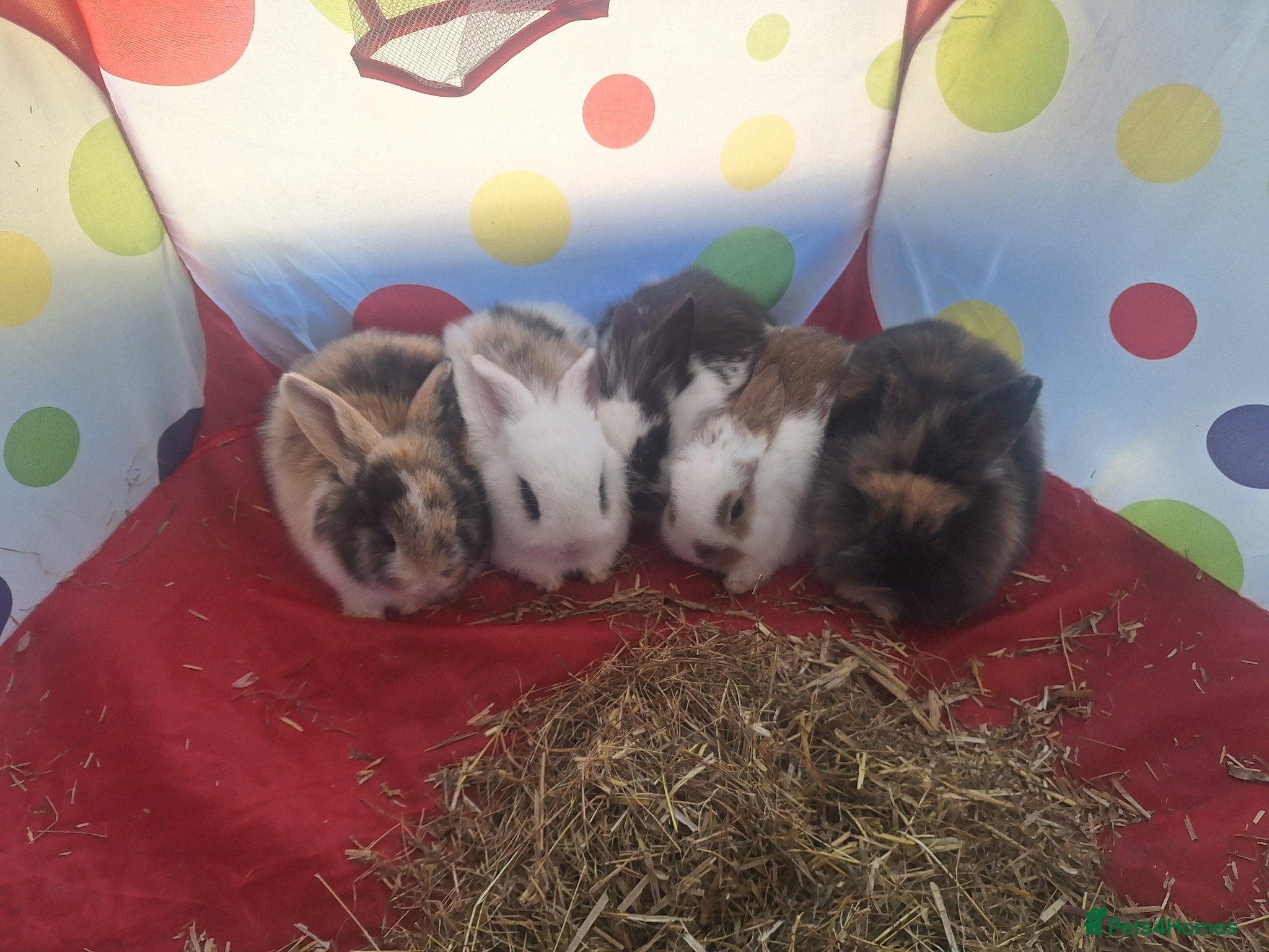 Mixed Breed rabbits  **  bunnies - Advert 1