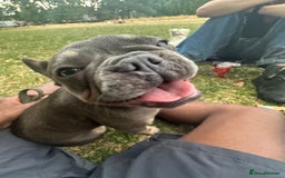 French Bulldog dogs for sale: Misty - Image 1
