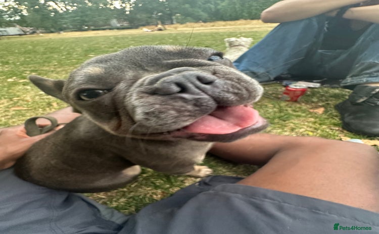 French Bulldog dogs - Advert 1