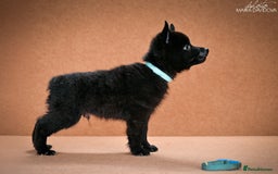 Schipperke dogs for sale: puppy schipperke - Image 6