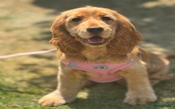 Cocker Spaniel dogs for sale: 6 month old cocker spaniel  - Image 2