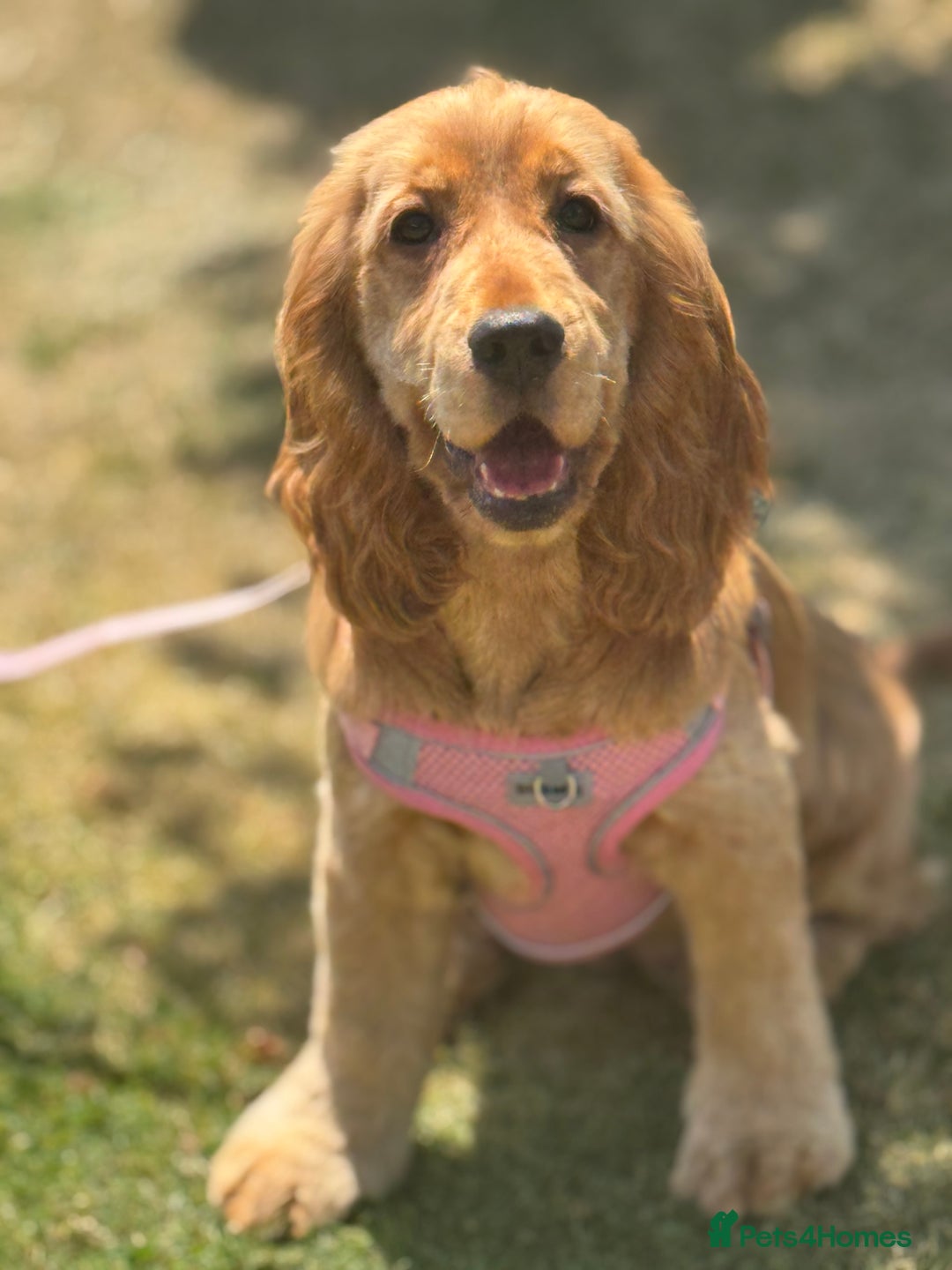 Cocker Spaniel dogs for sale: 6 month old cocker spaniel  - Image 2
