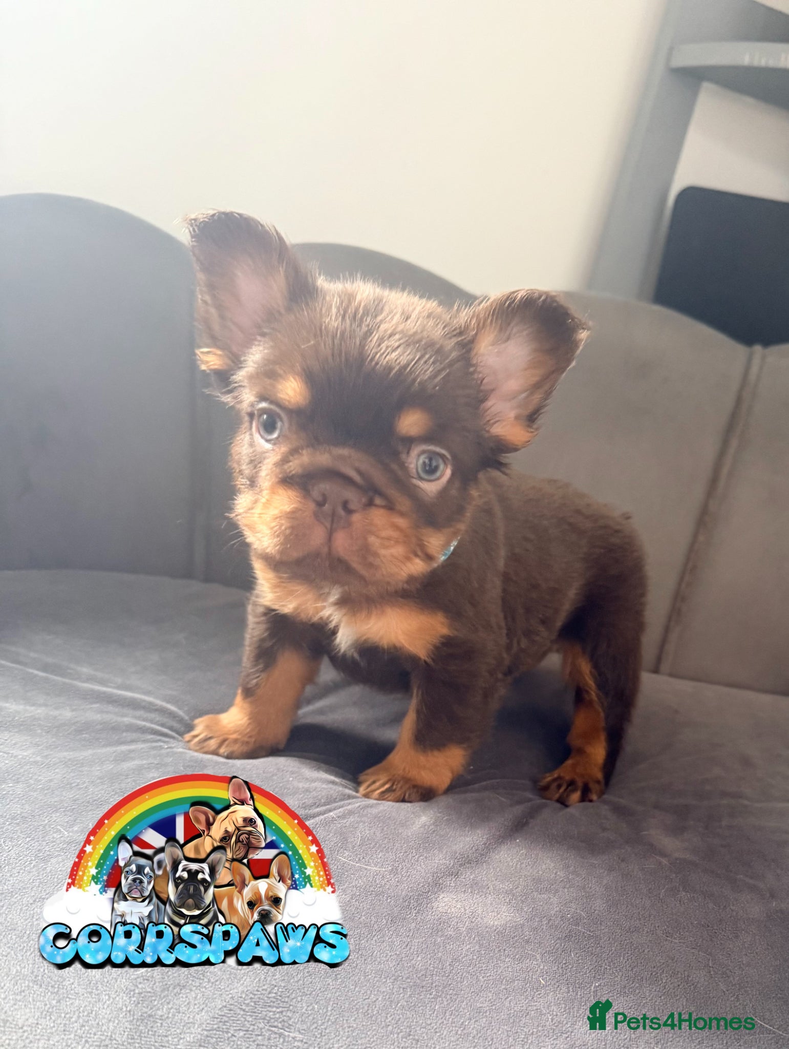 French Bulldog dogs Stunning/healthy Fluffy French Bulldogs 3💙 2🩷 - Advert 2