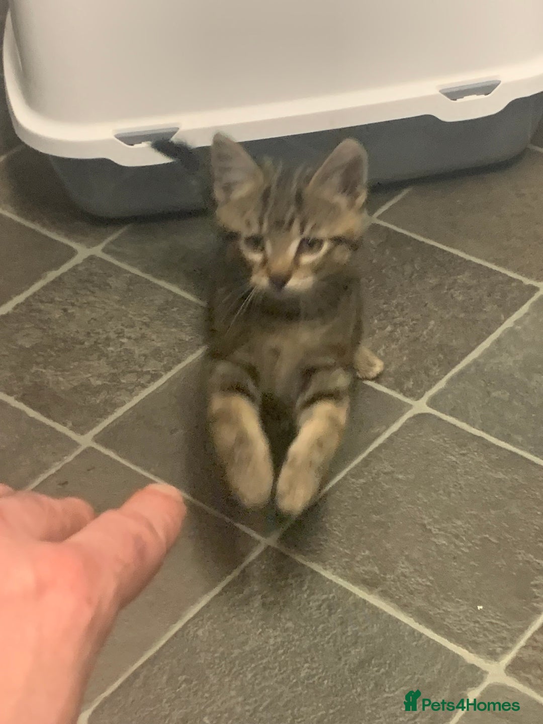 Mixed Breed cats for sale: Ragdoll/tabby 11 week old.  - Image 3