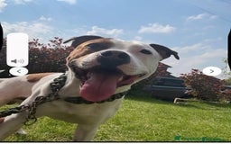 Staffordshire Bull Terrier dogs for sale: Staffordshire bull terrier  - Advert 1