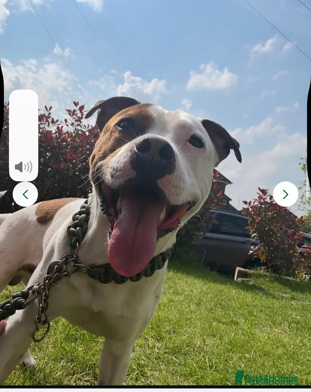 Staffordshire Bull Terrier dogs for sale: Staffordshire bull terrier  - Advert 1