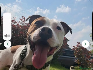 Staffordshire Bull Terrier dogs Staffordshire bull terrier - Advert 1